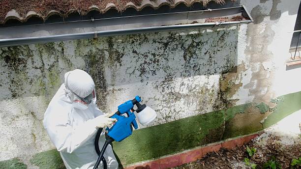 Top rated local Mold Testing specialists in Decatur, TX